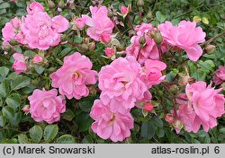 Rosa hort. Taninat