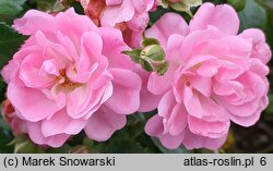 Rosa hort. Taninat