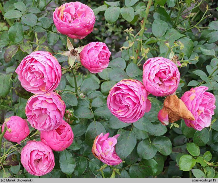 Rosa hort. Korpompan