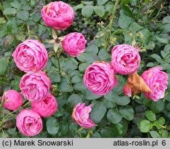 Rosa hort. Korpompan