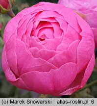 Rosa hort. Korpompan