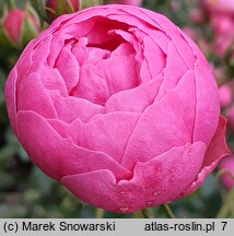 Rosa hort. Korpompan