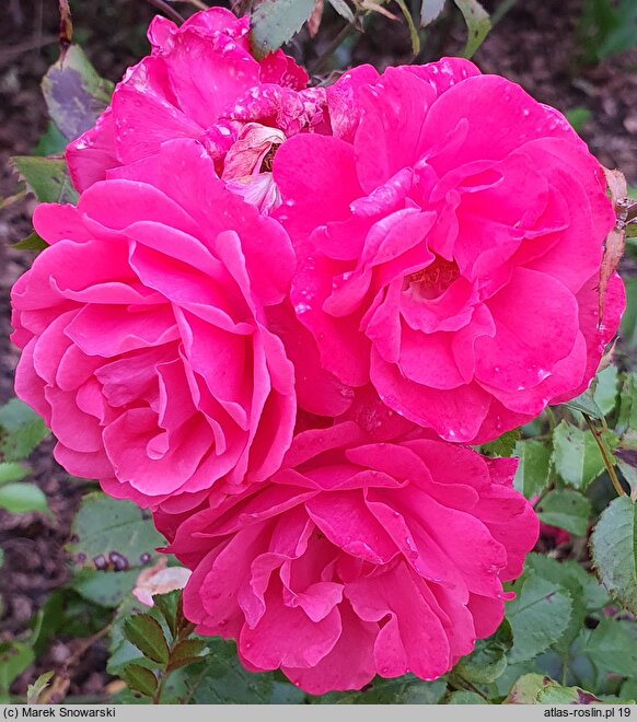 Rosa hort. Korverlandus