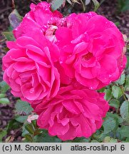 Rosa hort. Korverlandus