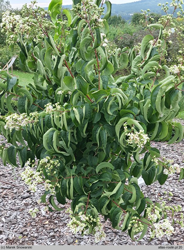 Heptacodium miconioides (heptakodium chińskie)