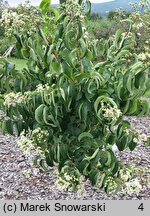 Heptacodium miconioides (heptakodium chińskie)