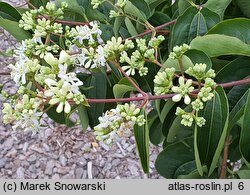 Heptacodium miconioides (heptakodium chińskie)