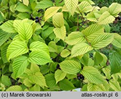 Rhodotypos scandens (różowiec biały)