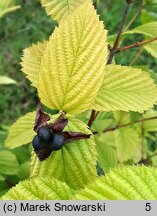 Rhodotypos scandens (różowiec biały)