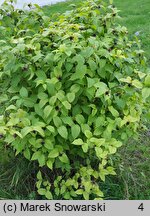 Rhodotypos scandens (różowiec biały)