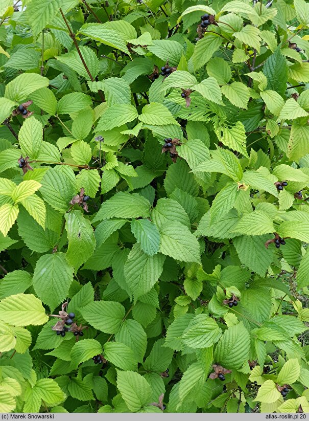 Rhodotypos scandens (różowiec biały)