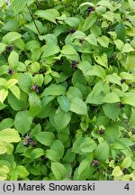 Rhodotypos scandens (różowiec biały)