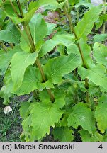 Silphium perfoliatum (różnik przerosłolistny)