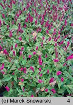 Polygonum amplexicaule Red Baron