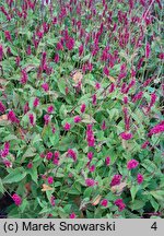 Polygonum amplexicaulis (rdest himalajski)