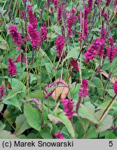 Polygonum amplexicaule Red Baron