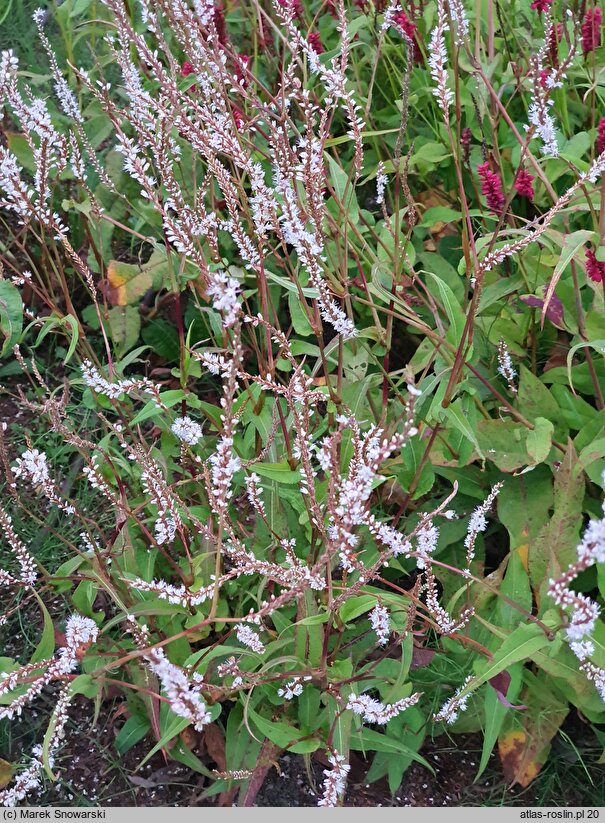 Polygonum amplexicaule Alba