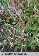 Polygonum amplexicaule Alba
