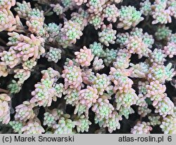 Sedum album (rozchodnik biały)