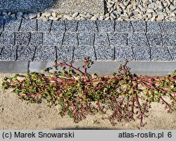 Portulaca oleracea ssp. oleracea (portulaka pospolita typowa)