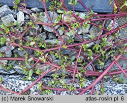 Portulaca oleracea ssp. oleracea (portulaka pospolita typowa)