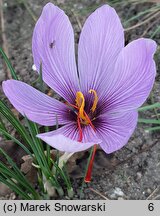 Crocus sativus (krokus uprawny)