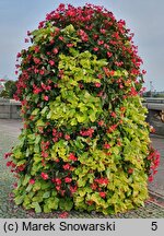 Ipomoea batatas (wilec ziemniaczany)