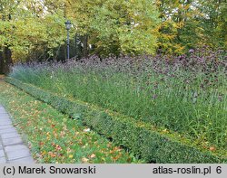 Verbena bonariensis (werbena patagońska)