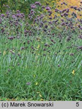 Verbena bonariensis (werbena patagońska)