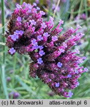 Verbena bonariensis (werbena patagońska)