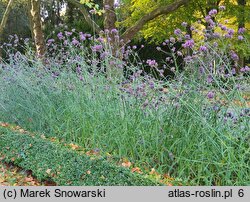 Verbena bonariensis (werbena patagońska)