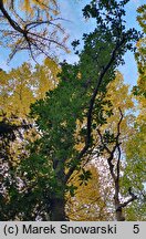 Quercus ×turneri (dąb Turnera)