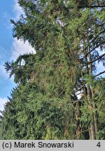 Picea abies Viminalis