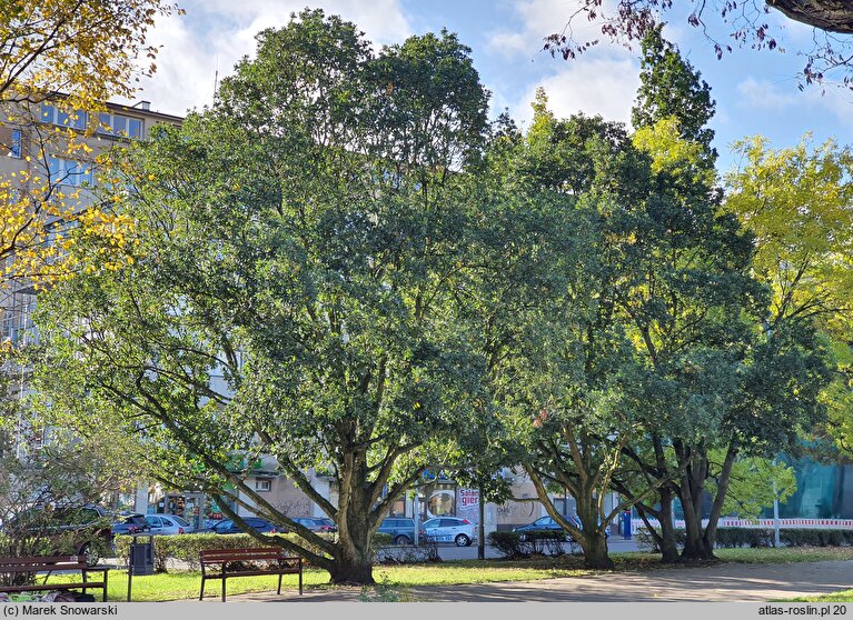 Quercus ×turneri (dąb Turnera)