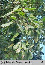 Quercus ×turneri (dąb Turnera)