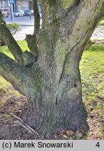 Quercus ×turneri (dąb Turnera)