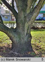 Quercus ×turneri (dąb Turnera)