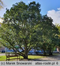 Quercus ×turneri (dąb Turnera)