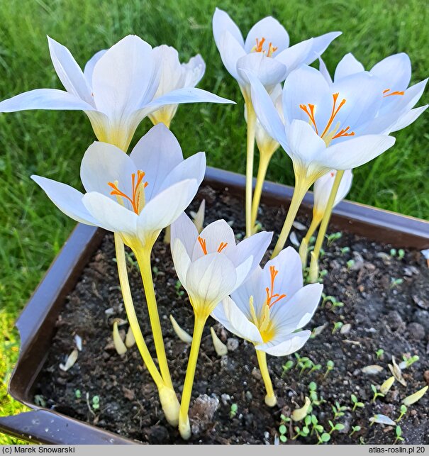 Crocus ochroleucus (krokus żółtawy)