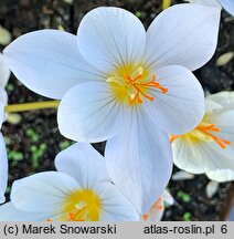 Crocus ochroleucus (krokus żółtawy)