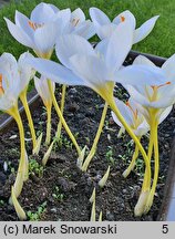 Crocus ochroleucus (krokus żółtawy)