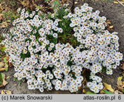 Symphyotrichum dumosum Kristina