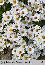 Symphyotrichum dumosum Kristina