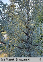 Cupressus arizonica (cyprys arizoński)