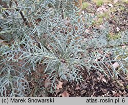 Cupressus arizonica (cyprys arizoński)