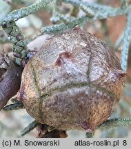 Cupressus arizonica (cyprys arizoński)