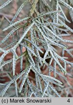 Cupressus arizonica (cyprys arizoński)