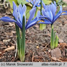 Iris reticulata Alida