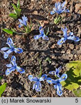 Iris reticulata Alida