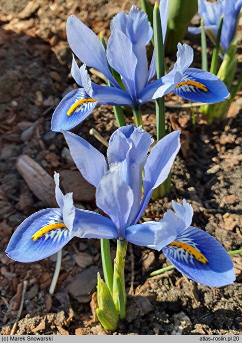 Iris reticulata Alida